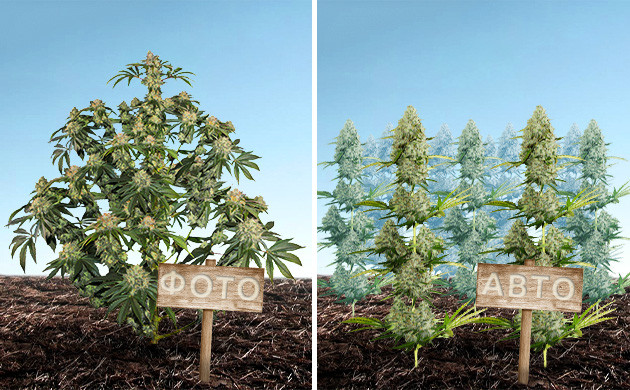 Генетические особенности конопли Фото- и автоцветущие кусты конопли