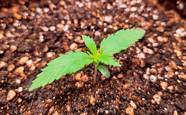 Гроурепорт сорта Johnny Cage Auto Выращивание Johnny Cage Auto