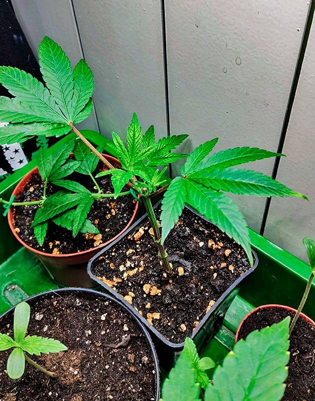 Растишка Biscotti Mintz от Barney's Farm на 3 неделе