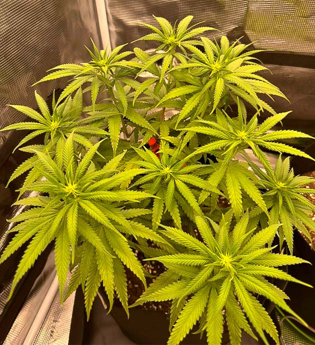 Начало цветения Куст Candy Store RBX на 10 неделе выращивания