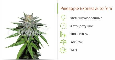 Pineapple Express auto fem от Barney's Farm