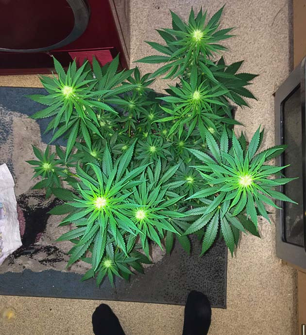 Куст Strawberry Amnesia на цветении Цветение куста Strawberry Amnesia