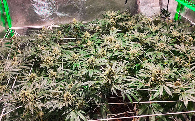 два дня темноты перед харвестом Bubba Island Kush