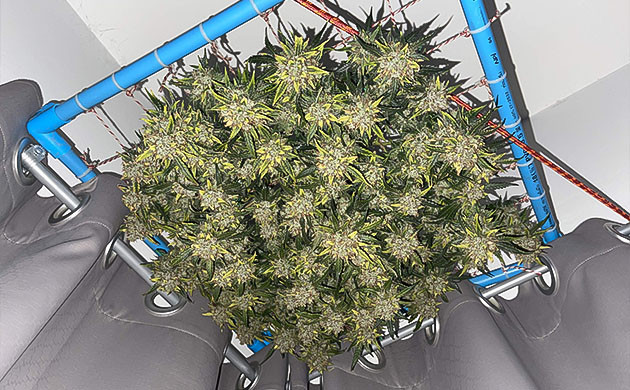 Сушка куста на сетке Срезанный куст на сушке под потолком