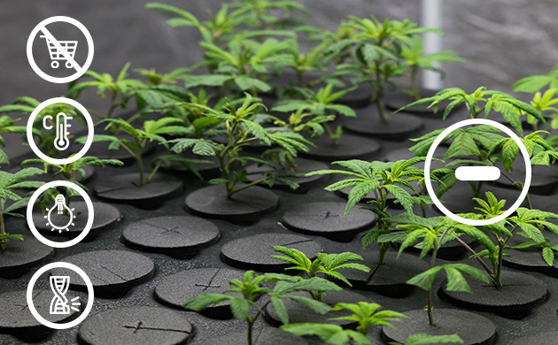 Недостатки клонирования конопли Клоны конопли