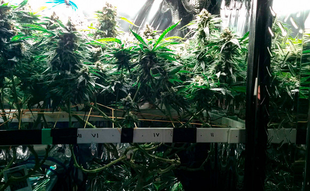 Куст перед харвестом