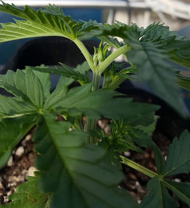 Пестики конопли