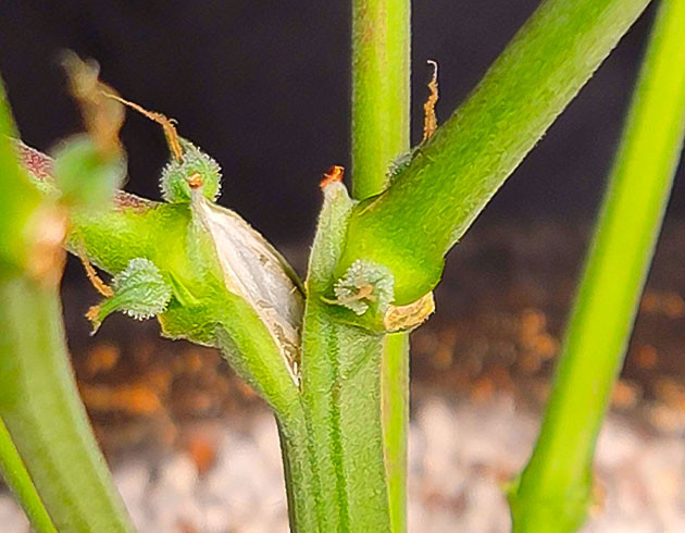 Куст Sweet Zenzation XL Auto от Sweet Seeds на 7 неделе