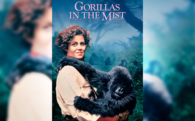 Гориллы в тумане (1988) - рекомендация фильмов от Семяныча Киновечер с Семянычем: Гориллы в тумане (1988)