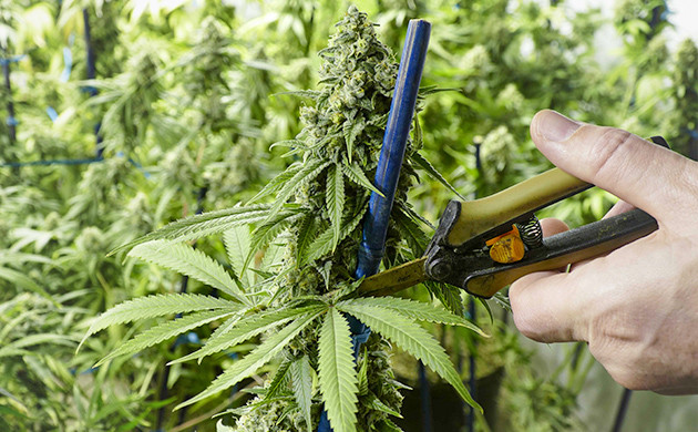 Обрезка листьев конопли