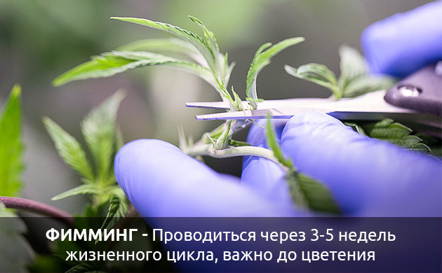 Условия для фимминга