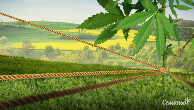 5 способов поддержать ветви марихуаны