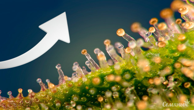 Увеличение числа трихом при выращивании марихуаны Увеличение числа трихом каннабиса