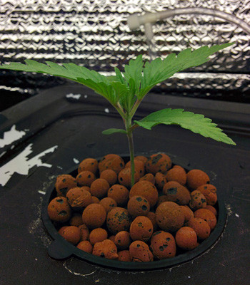 Вегетация Fruit Punch fem