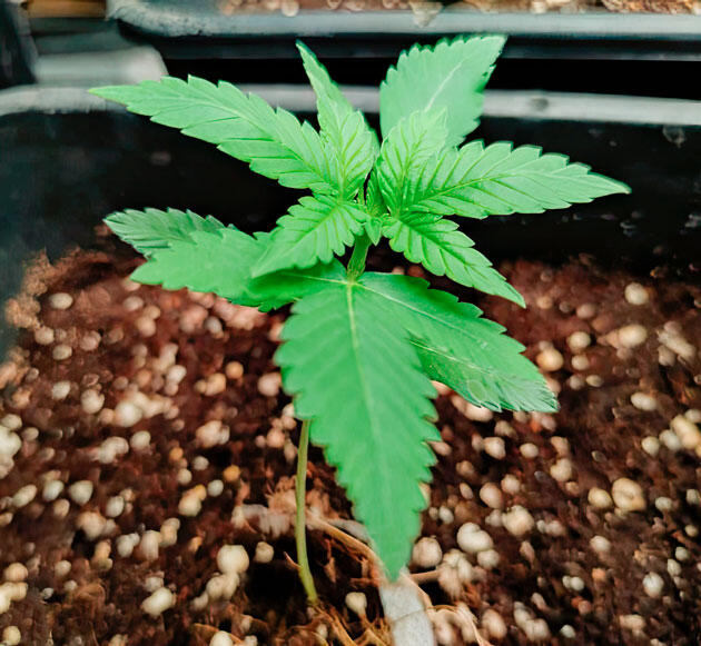 Развитие марихуаны Росток Strawberry Gorilla Auto от FastBuds на 2 неделе