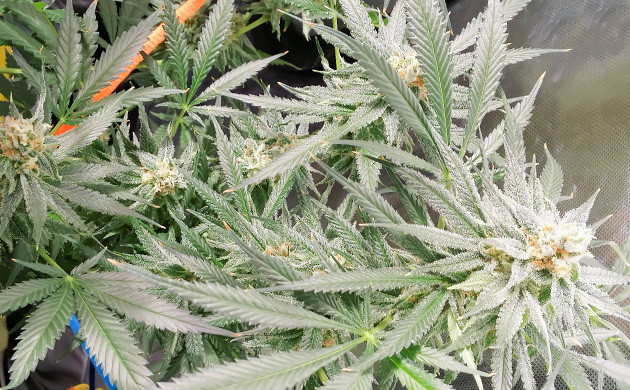 Цветение на 14 неделе Шишки с оранжевыми волосками