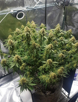 Промывка куста на 13 неделе Куст перед харвестом