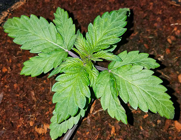 Вторая неделя роста куста Формирование четвертого узла листьев