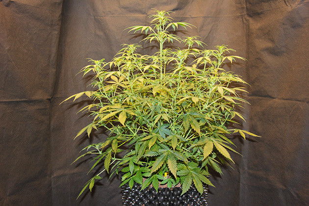 Использование питательного раствора Powder Mix 6-12-36 Конопля на 6 неделе выращивания