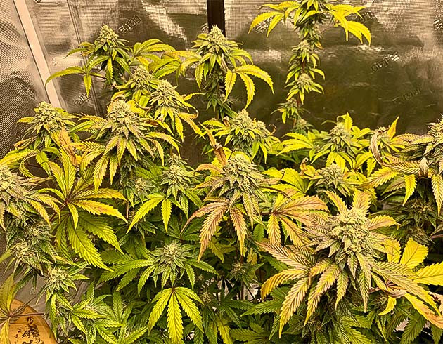 Сокращение подкормки до минимума Крупные и тяжелые соцветия Notorious THC