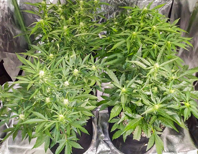 Цветение на шестой неделе выращивания Цветущие кусты конопли