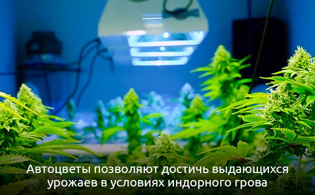 Автоцветущие растения марихуаны Конопля: автоцветущие растения