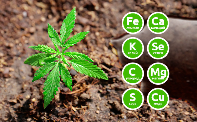 Зачем меласса конопле Польза мелассы для конопли