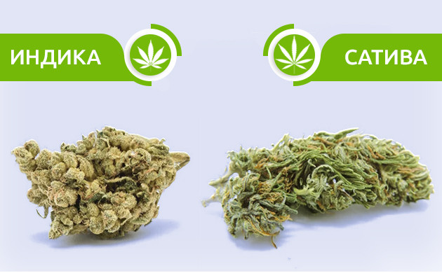 Различия в структуре шишек индики и сативы Внешний вид шишек индики и сативы