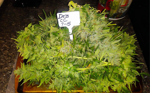 Урожай конопли с одного растения Собранный мокрый урожай