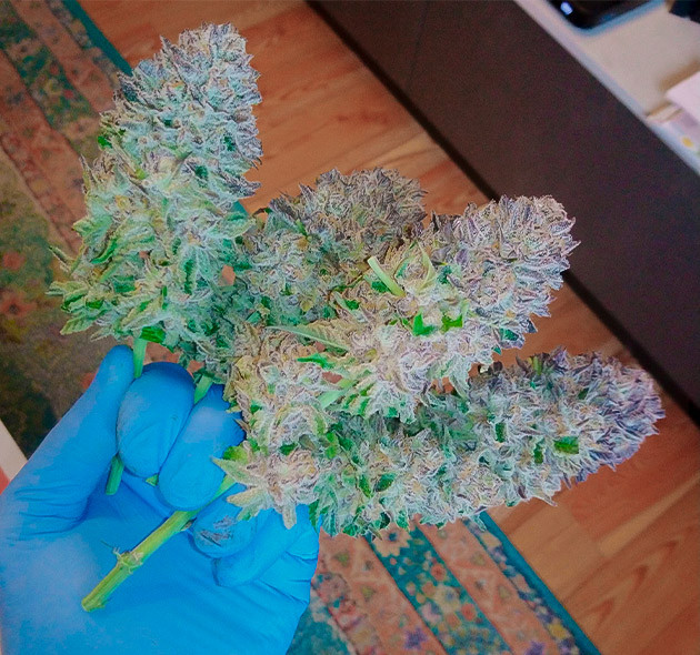 Срезанный урожай конопли Несколько срезанных массивных соцветий