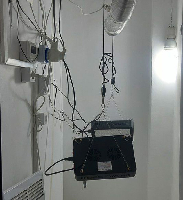 Высадка семян Bruce Banner Auto в субстрат