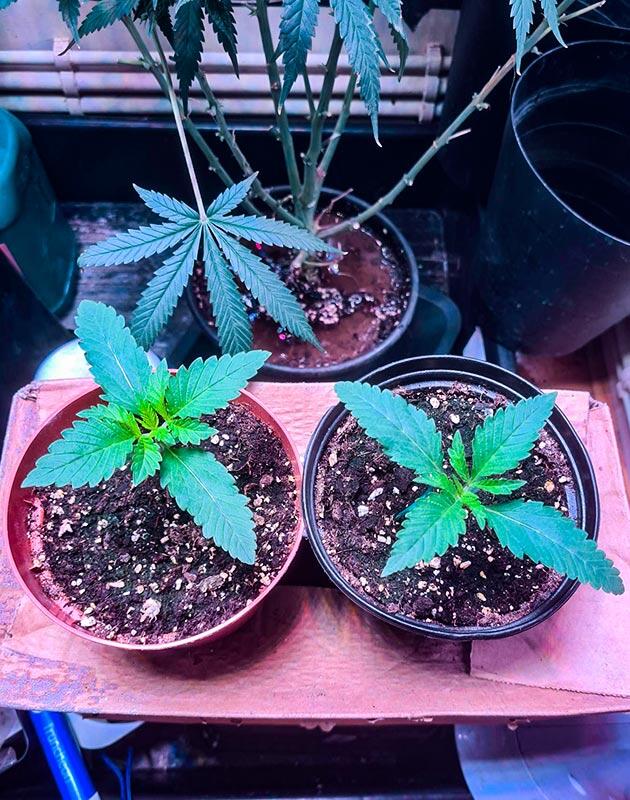 Топпинг марихуаны