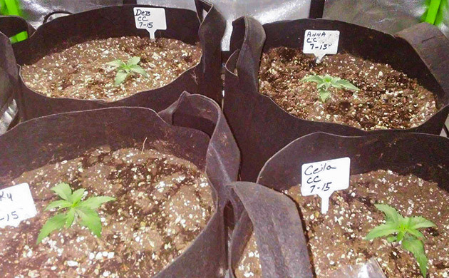 Пересадка растишек на второй неделе Росточки в больших тканевых горшках