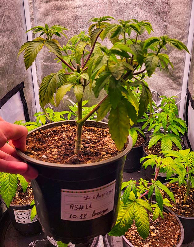 Восстановление от тренировок Куст RS11 от 7CH American на 4 неделе выращивания