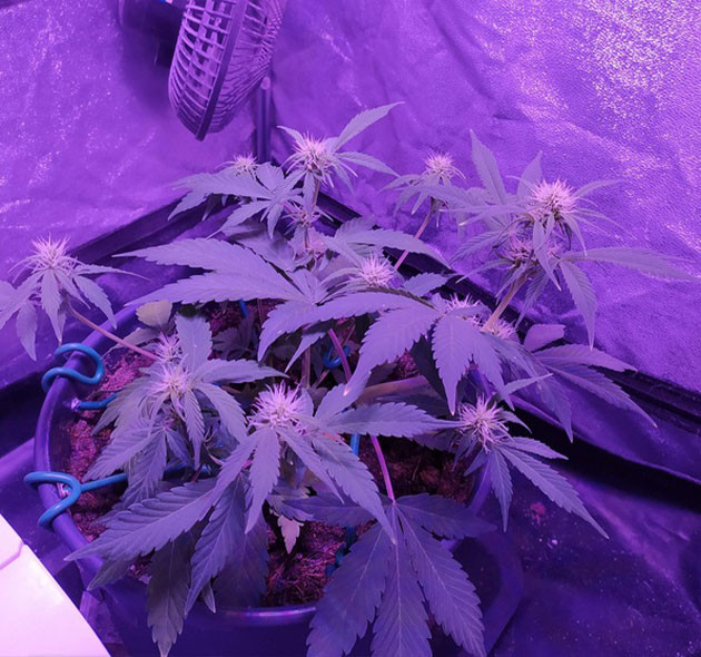 Формирование соцветий с белыми волосками