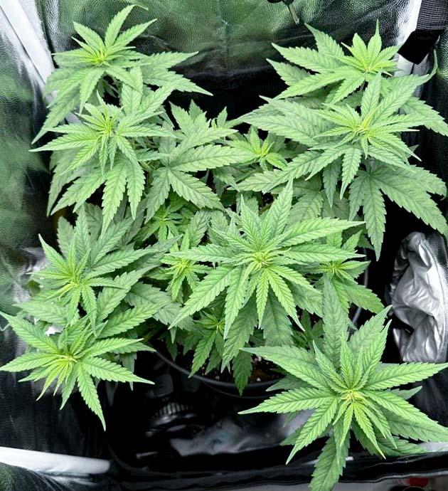 Куст Mimosa Evo от Barney’s Farm на 5 неделе развития