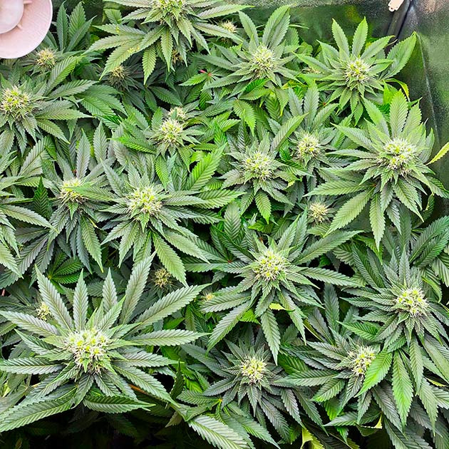 Пятая неделя цветения марихуаны Цветущий куст Dark Phoenix