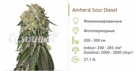 Amherst Sour Diesel от Humboldt Seeds