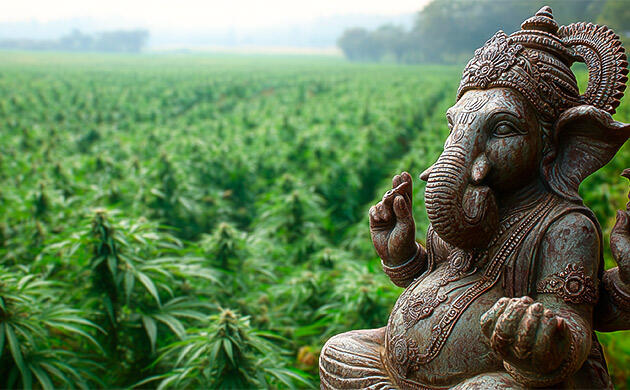 Конопля в культуре и ритуалах Индии Конопля в индийских религиозных ритуалах