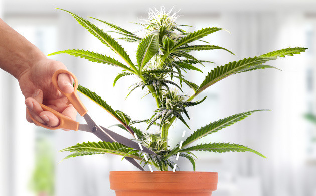 Для чего проводить обрезку во время цветения Обрезка в период цветения