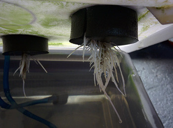 Развитие корней