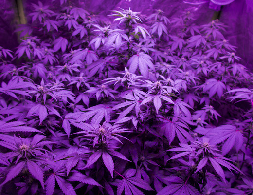 Стадия цветения сорта White Widow Кусты White Widow в гроукомнате