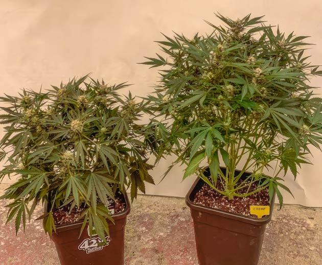 Кусты Cherry Cola Auto на стадии цветения