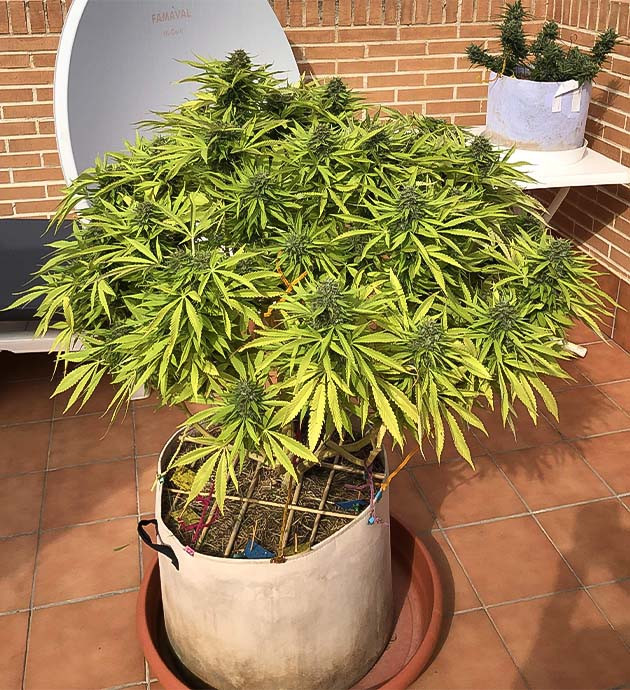 Подготовка Sensi Star к харвесту