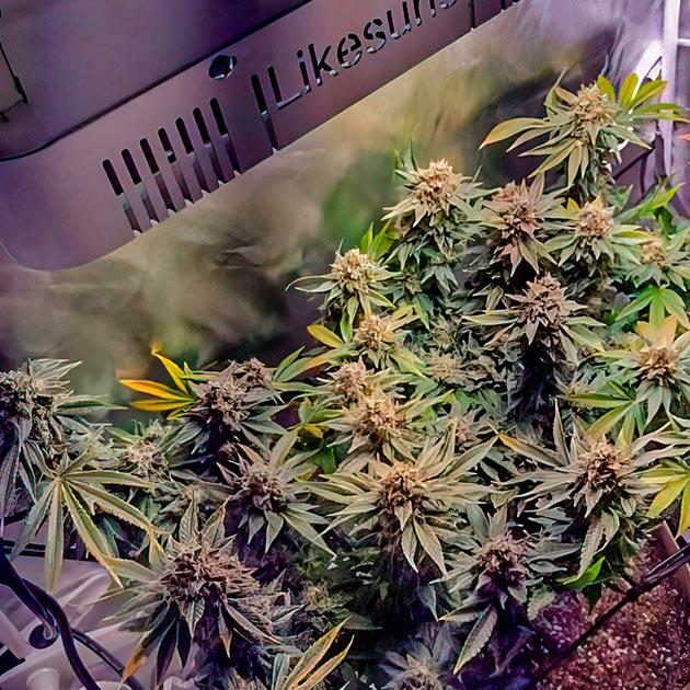 Харвест Keepers OG Autoflower Куст Keepers OG Autoflower на последней неделе