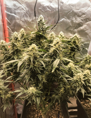 Шишка марихуаны