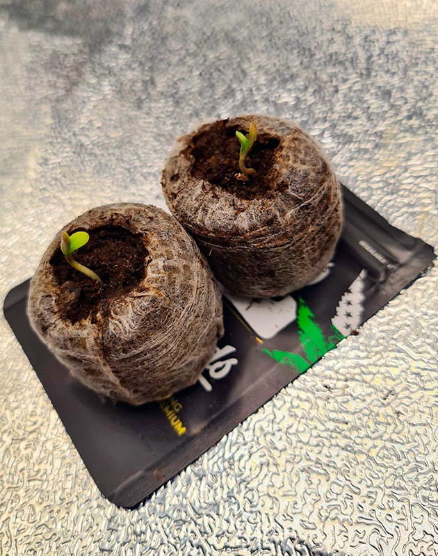 Проращивание семян Cherry Cola Auto fem от FastBuds Высадка семян Cherry Cola Auto