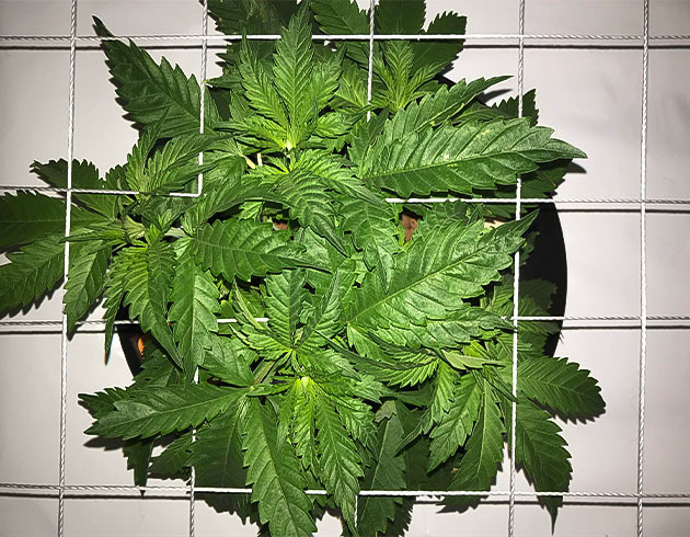 Распределение сетки над кустом Bruce Banner Начала легкострессовой тренировки Bruce Banner