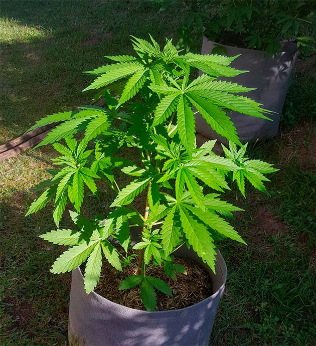 Куст конопли под солнечным светом