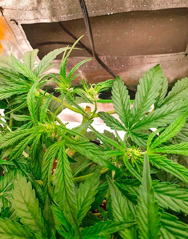 Подготовка куста Wedding Cake Auto к цветению Тренировка растения Wedding Cake Auto